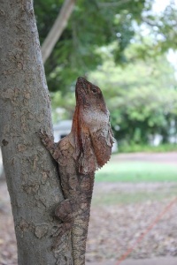 The frilled neck lizard in camp